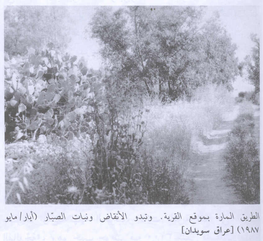 صورة لقرية عراق سويدان - فلسطين: : الطريق الذي يؤدي للقرية المدمرة 1987