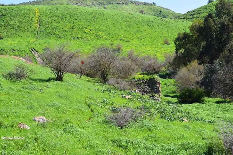 Picture for Wadi al-Bira Village - Palestine: : جولة في ربوع قرية وادي البيرة المهجرة والمدمرة #3