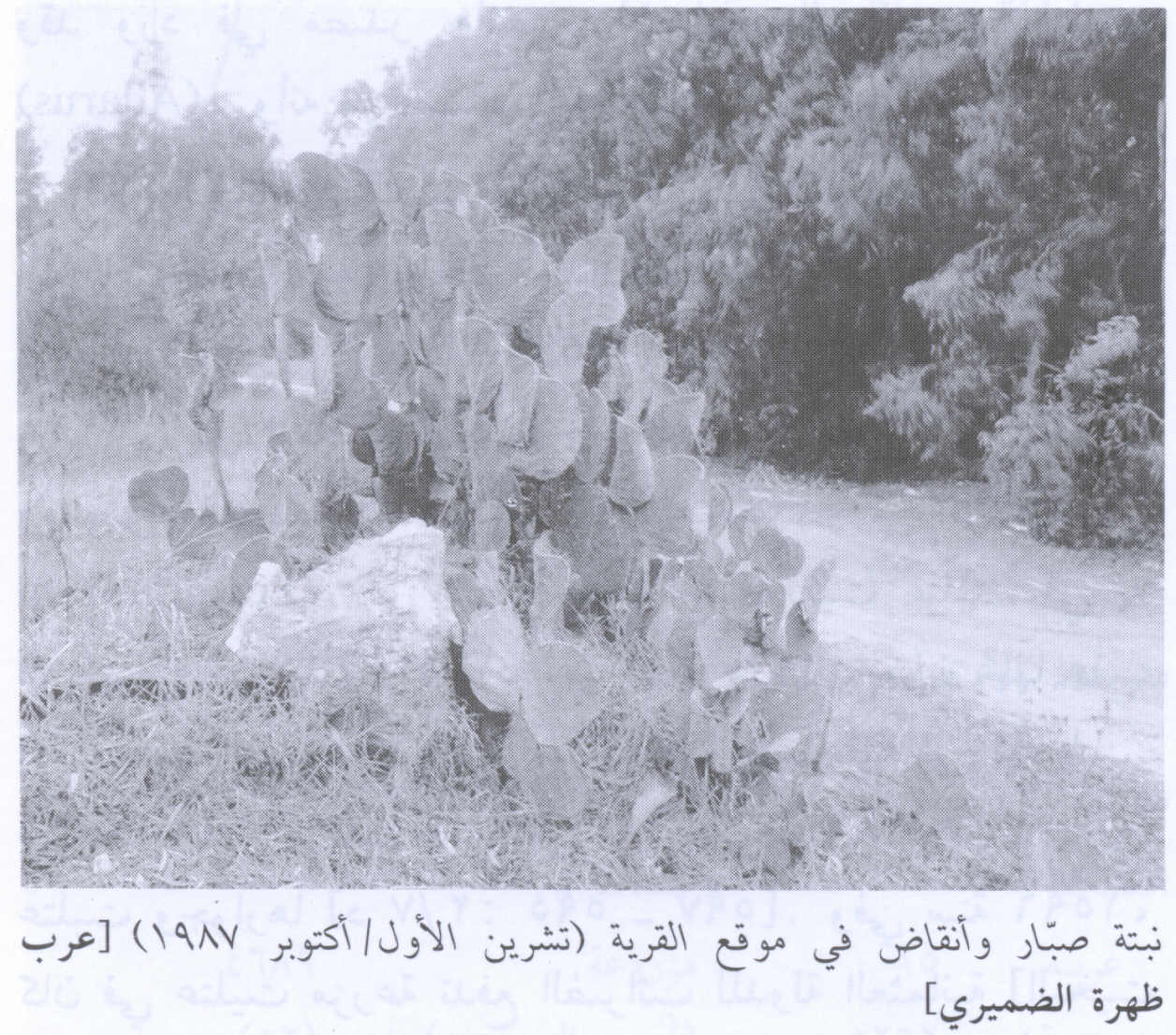 Picture for 'Arab Zahrat al-Dumayri Village - Palestine: : Village Rubble In 1987
