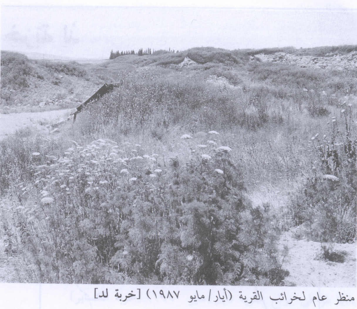 صورة لقرية خربة لد العوادين - فلسطين: : منظر لموقع القرية التي دمرها الصهاينة وطهروا سكانها عرقياً، 1987. أطلال دمار بيوت القرية واضحة في الصورة.
