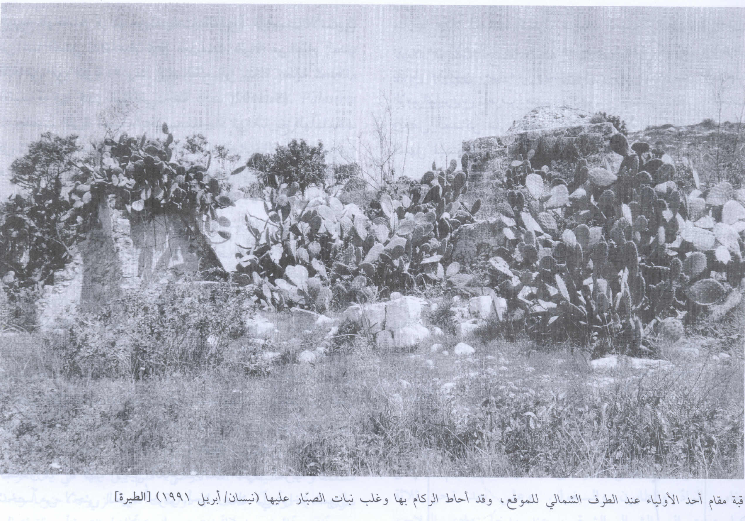 صورة لقرية الطيرة - فلسطين: : أطلال بيوت القرية المدمرة 1991