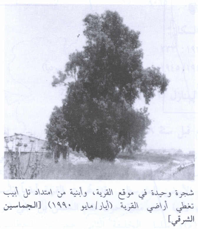 Picture for al-Jammasin al-Sharqi Village - Palestine: : الشجرة الوحيدة التي بقي من آثار القرية. 1990